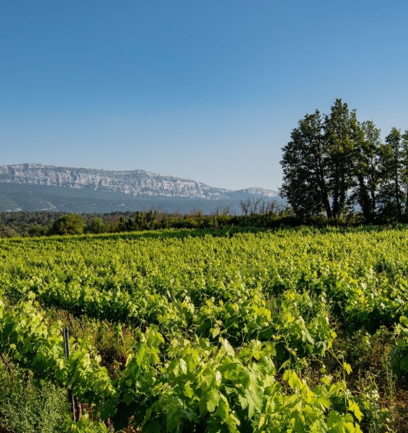 notre-terroir-notre_vignoble